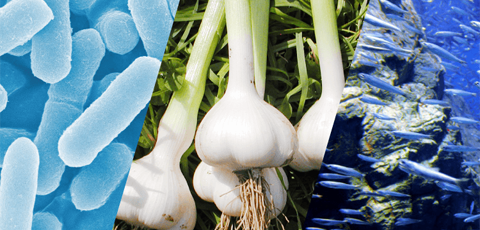 Health Food Ingredients