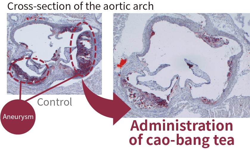 画像：カオバン茶の接種前後の大動脈弓の比較