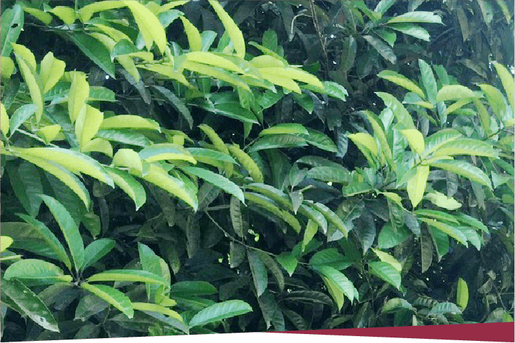 画像：カオバン茶