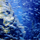 画像:DHAを含有する魚