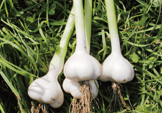 High-SAC-Content Garlic