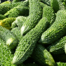 Bitter Melon