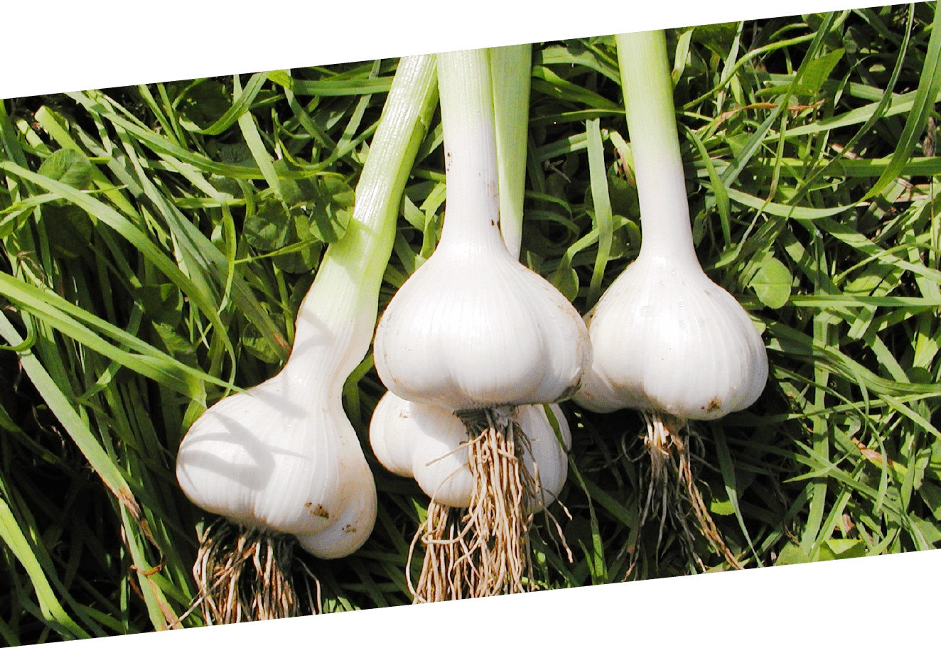 画像:SAC高含有ニンニク