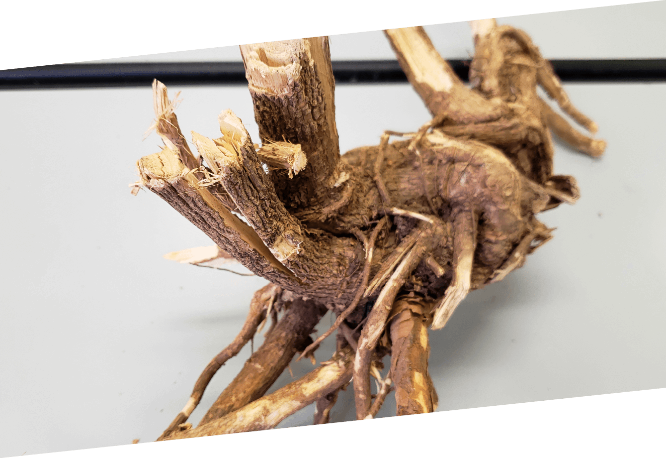 画像:エゾウコギ