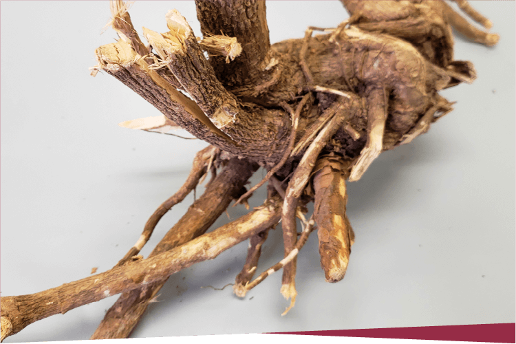 画像：エゾウコギ