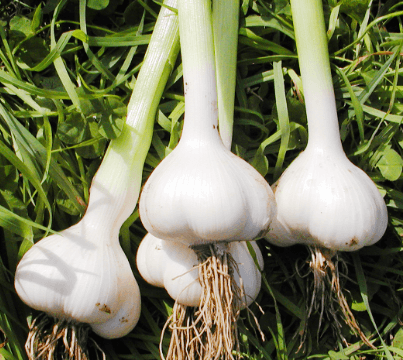 High-SAC-Content Garlic