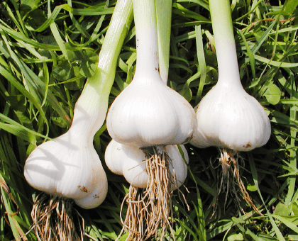 High-SAC-Content Garlic