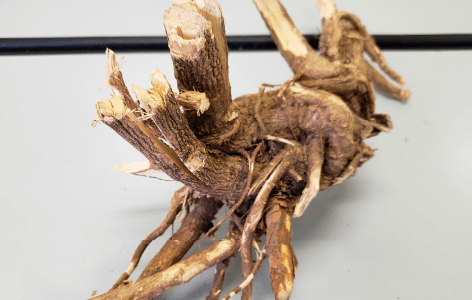 Siberian Ginseng